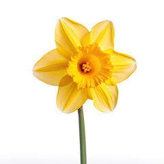 yellow daffodil isolated on white