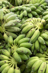 Group of organic green raw Ducasse Banana