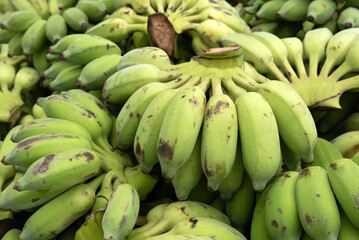 Group of organic green raw Ducasse Banana