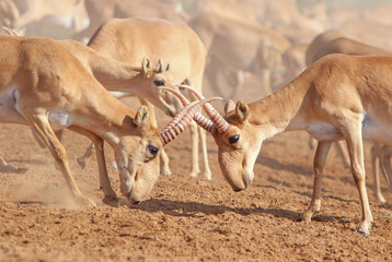 Wild rare animal, two male saiga antelopes with beautiful horns are fighting, endangered in their natural habitat
