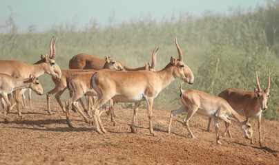 Naklejka na ściany i meble Wild rare animals saiga antelope, endangered in their natural habitat