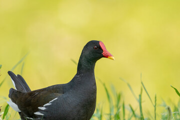 Close-up of a sitting / standing common moorhen with green backgorund