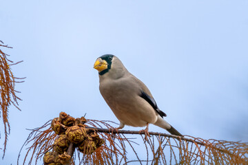 Beautiful Chinese Grosbeak sitting on branch and eating food