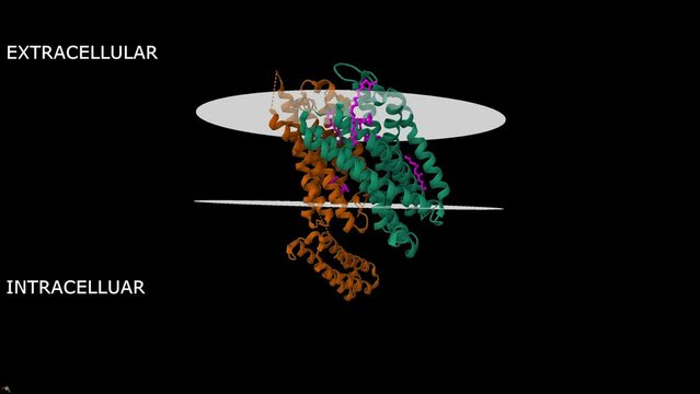 Structure of the nociceptin-orphanin FQ opioid receptor in complex with a peptide mimetic (pink). Animated 3D Gaussian surface and cartoon models, chain id color scheme, PDB 4ea3, black background