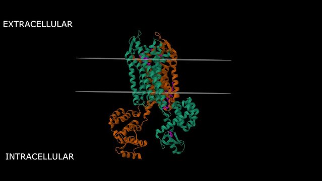 Structure of the human kappa opioid receptor in complex with JDTic. Animated 3D Gaussian surface and cartoon models, chain id color scheme, PDB 4djh, black background