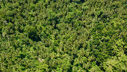 Fototapeta na wymiar View of the jungle from above. Aerial view of tree tops in a tropical rainforest.