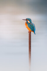 Un martin pêcheur mâle sur un piquet émergeant de la brume matinale.