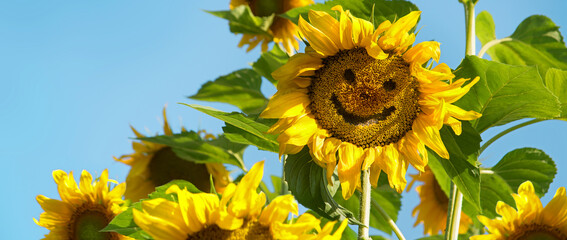 Cheerful sunflower with a smile