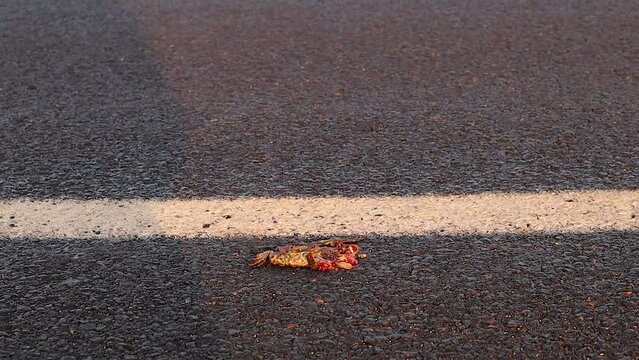 Dead frog on the highway. Frog or toad was hit by a car.Carcass of animal. Animals were killed. Veterinary medicine. Exotic Veterinary. wildlife vet.