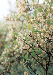 Flowering gumi branch. Natural background
