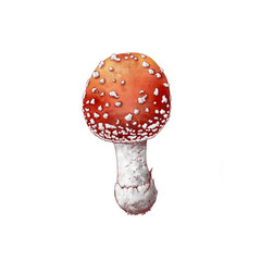 watercolor drawing fly agaric, poisonus mushroom isolated at white background, Amanita muscaria, natural element, hand drawn botanical illustration