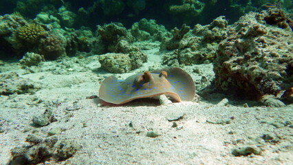 Stingrays - Batoidea  Taeniura lymma. Stingray Family, Spotted Stingrays. Taeniura lymma.  © Vitalii6447