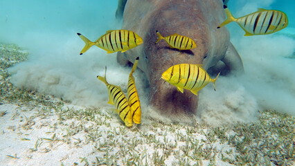 Dugong (dugong dugon) or seacow in the Red Sea.