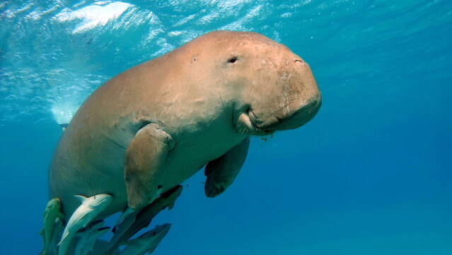 Dugongo. Sea Cow in Marsa Alam. Marsa Mubarak bay.