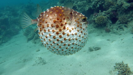 Fish hedgehog. Yellow-spotted cyclicht - grows up to 34 cm, feeds on crustaceans and molluscs. In...