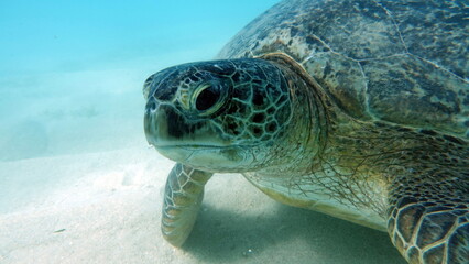 Obraz premium Green turtles are the largest of all sea turtles. A typical adult is 3 to 4 feet long and weighs between 300 and 350 pounds.