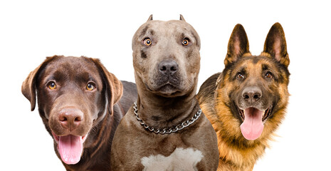 Portrait of three curious funny dogs isolated on white background