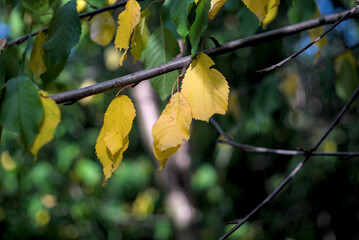 Photo of yellow leaves among green in September