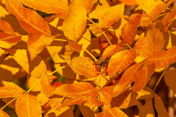 orange foliage of tree at fall
