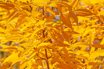 yellow foliage of ash tree at fall