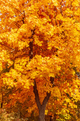 maple tree in park at fall