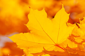Naklejka na ściany i meble close up of bright yellow maple tree leaf