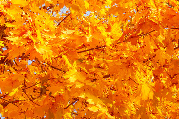 branches of maple tree at fall