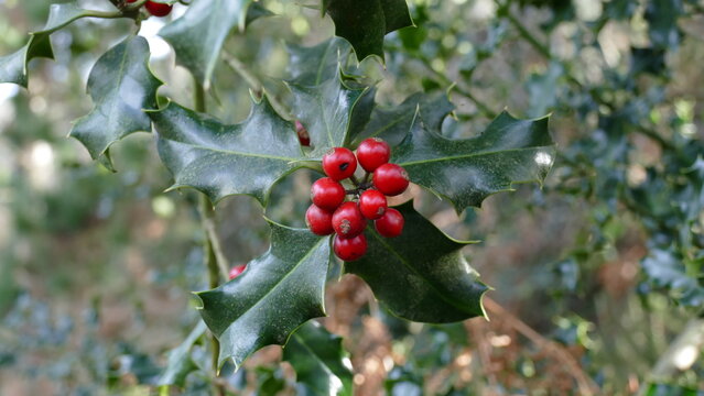 Holly branch and leaves among the forest vegetation