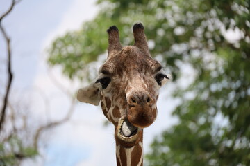 Obraz premium Close-Up Photography of Giraffe with Expression