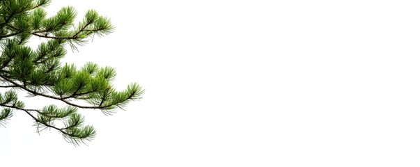 Pine branch isolated on white. Card, banner for winter, season, holiday. Branche with green pine needles, minimalistic illustration of evergreen, coniferous.