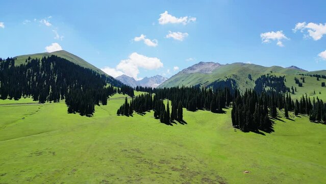 Aerial video of grasslands, snow-capped mountains and forests in Nalati, Xinjiang