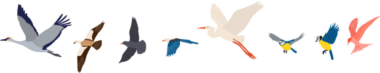 birds flying on a white background vector