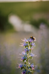 Biene / Hummel
