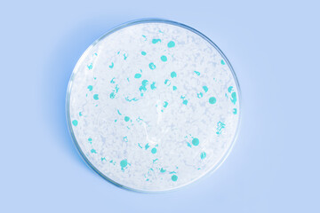 transparent gel with pellets in a Petri dish. On a blue background.