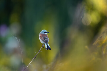 A red-backed shrike bird