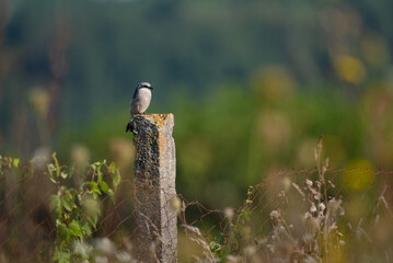 A red-backed shrike bird