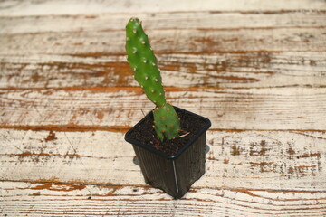 opuncja rutila super kaktus opuntia