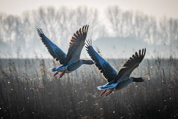Wildgänse im Januar