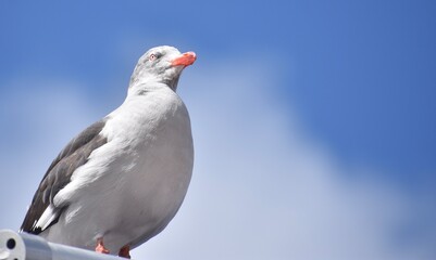 Seagull resting in front of a blue sky