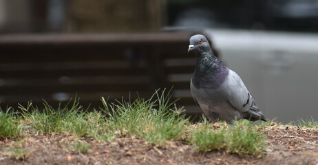 Pigeon walking alone on some grass in a park