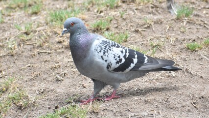 Close up of a pigeon walking on the ground
