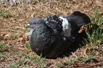 Colourful pigeon sitting on the ground