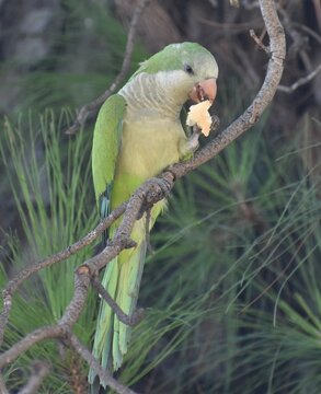 Bright green parrot perched on a branch eating a piece of fruit