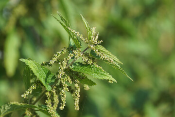 Closeup flowering common nettle, burn nettle, stinging nettle (Urtica dioica), family Urticaceae. Late summer, September, Netherlands.