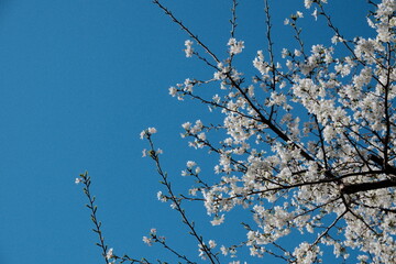 桜