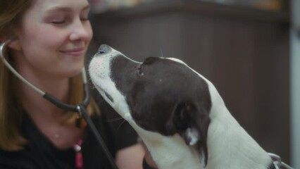 Pit bull terrier dog licking veterinarian's face at the clinic. Slow motion. 