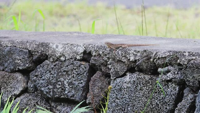 brown anole lizard perched on stone wall extending dewlap