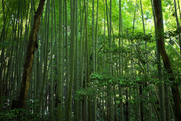 Obraz premium 山の中の竹林