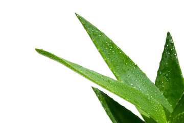 Green fresh aloe vera, close-up. Against a blank background. PNG