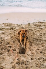 Fototapeta na wymiar sad dog in dugging a sand